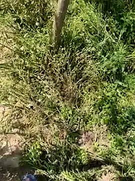 kalakim online show from 03-18-25, 07:30