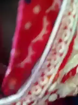 Bengoli--bhabhi online show from 02-22-25, 04:18