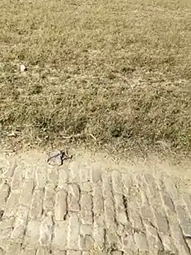 Hot-rubina online show from 04-11-26, 10:41