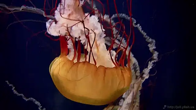 Snapshot of streamy_test11 chatting on 12-05-24, 08:22 streamy test11 online show from 12-05-24, 08:22