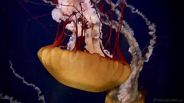 Snapshot of streamy_test11 chatting on 12-09-24, 08:11 streamy test11 online show from 12-09-24, 08:11