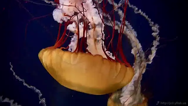 Snapshot of streamy_test11 chatting on 12-10-24, 08:30 streamy test11 online show from 12-10-24, 08:30