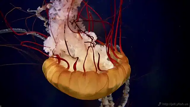 Snapshot of streamy_test11 chatting on 12-17-24, 08:23 streamy test11 online show from 12-17-24, 08:23