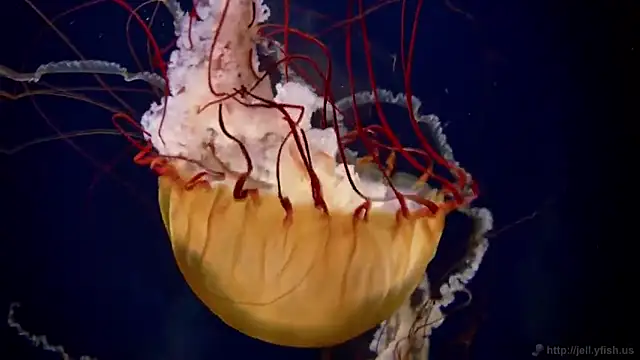 Snapshot of streamy_test11 chatting on 01-31-25, 08:11 streamy test11 online show from 01-31-25, 08:11