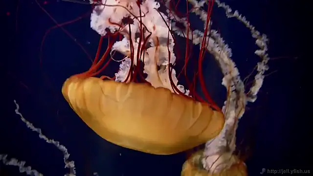 Snapshot of streamy_test11 chatting on 02-10-25, 08:09 streamy test11 online show from 02-10-25, 08:09