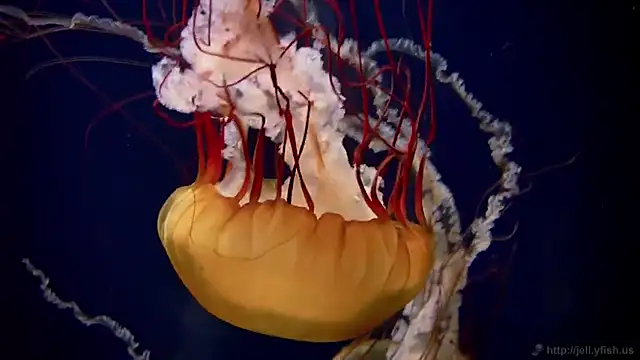 Snapshot of streamy_test11 chatting on 02-25-25, 08:14 streamy test11 online show from 02-25-25, 08:14