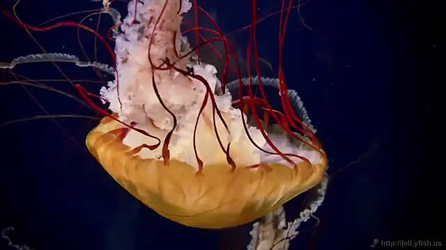 Snapshot of streamy_test11 chatting on 09-15-25, 11:21 streamy test11 online show from 09-15-25, 11:21