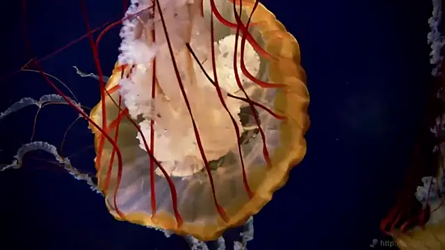 Snapshot of streamy_test11 chatting on 09-24-25, 07:55 streamy test11 online show from 09-24-25, 07:55