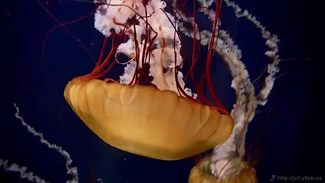 Snapshot of streamy_test11 chatting on 10-08-25, 09:51 streamy test11 online show from 10-08-25, 09:51