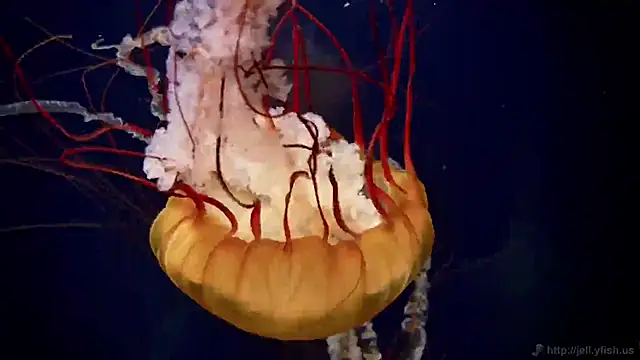 Snapshot of streamy_test11 chatting on 10-30-25, 03:35 streamy test11 online show from 10-30-25, 03:35