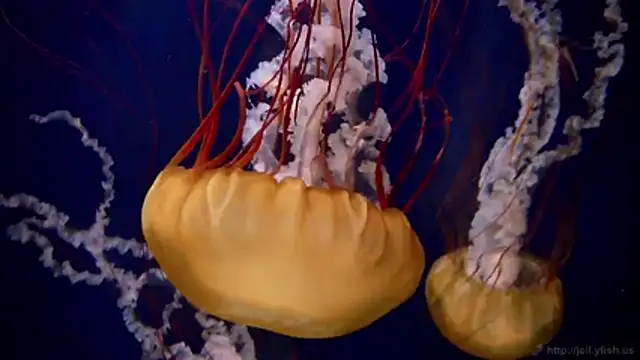 streamy test11 online show from 02-18-26, 09:22