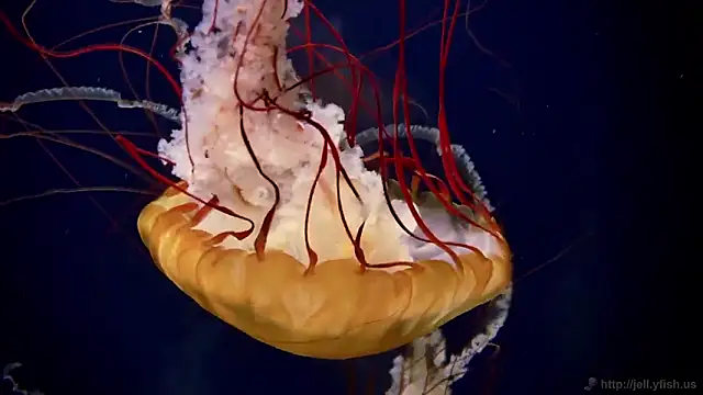 streamy test11 online show from 02-27-26, 11:54