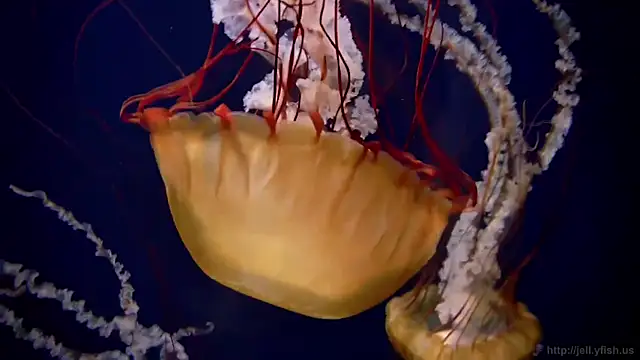 streamy test11 online show from 03-18-26, 04:32