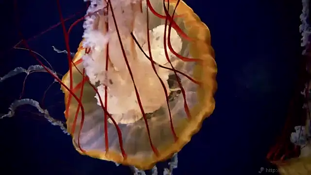 streamy test11 online show from 03-31-26, 07:31