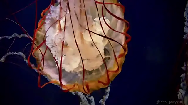 streamy test11 online show from 04-23-26, 03:25