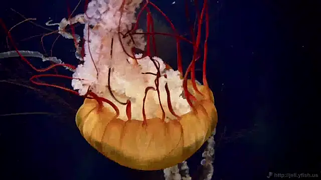 streamy test11 online show from 04-24-26, 02:30