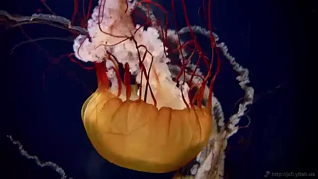 Snapshot of streamy_test12 chatting on 12-02-24, 08:09 streamy test12 online show from 12-02-24, 08:09