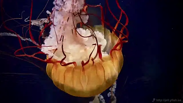 Snapshot of streamy_test12 chatting on 12-03-24, 10:17 streamy test12 online show from 12-03-24, 10:17