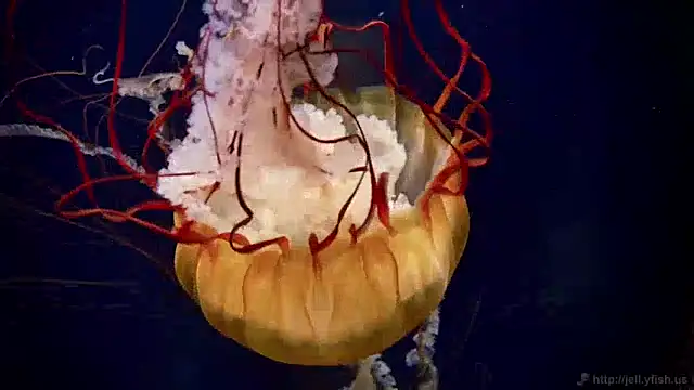 Snapshot of streamy_test12 chatting on 12-09-24, 08:11 streamy test12 online show from 12-09-24, 08:11