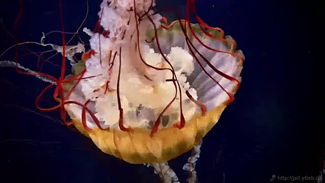 Snapshot of streamy_test12 chatting on 12-13-24, 08:09 streamy test12 online show from 12-13-24, 08:09