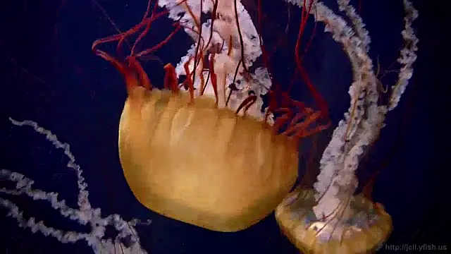 Snapshot of streamy_test12 chatting on 12-24-24, 08:11 streamy test12 online show from 12-24-24, 08:11