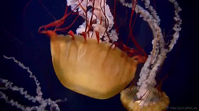 Snapshot of streamy_test12 chatting on 01-15-25, 08:09 streamy test12 online show from 01-15-25, 08:09