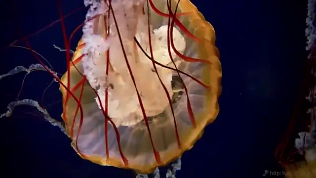 streamy test12 online show from 11-18-25, 03:27