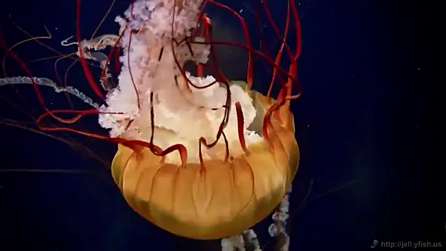 streamy test12 online show from 12-14-25, 10:53