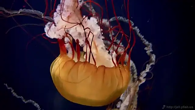 streamy test12 online show from 12-15-25, 03:05