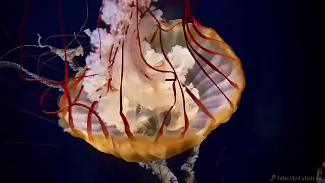 streamy test12 online show from 04-28-26, 11:37