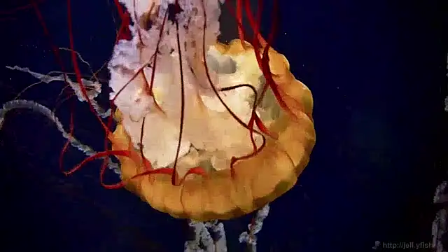 Snapshot of streamy_test13 chatting on 12-05-24, 08:11 streamy test13 online show from 12-05-24, 08:11