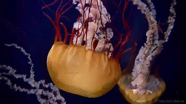 Snapshot of streamy_test13 chatting on 12-13-24, 08:09 streamy test13 online show from 12-13-24, 08:09