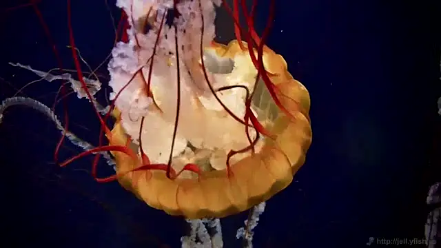 Snapshot of streamy_test13 chatting on 01-23-25, 08:15 streamy test13 online show from 01-23-25, 08:15