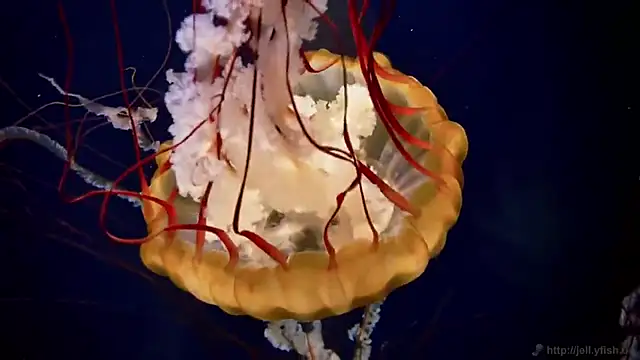 Snapshot of streamy_test13 chatting on 03-11-25, 08:09 streamy test13 online show from 03-11-25, 08:09