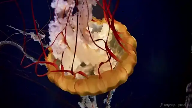 Snapshot of streamy_test13 chatting on 03-14-25, 08:10 streamy test13 online show from 03-14-25, 08:10