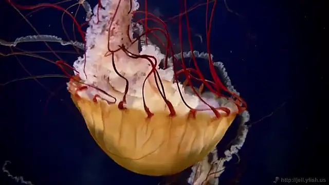 Snapshot of streamy_test13 chatting on 03-20-25, 08:31 streamy test13 online show from 03-20-25, 08:31