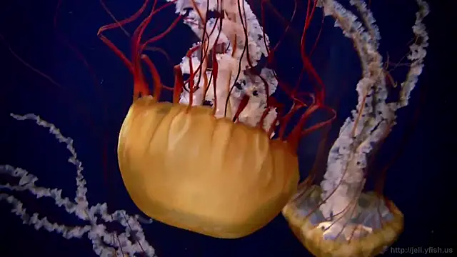 Snapshot of streamy_test13 chatting on 03-21-25, 08:17 streamy test13 online show from 03-21-25, 08:17