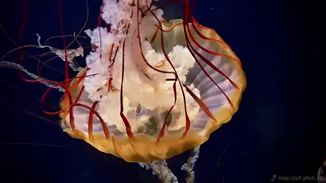 Snapshot of streamy_test13 chatting on 10-07-25, 10:56 streamy test13 online show from 10-07-25, 10:56