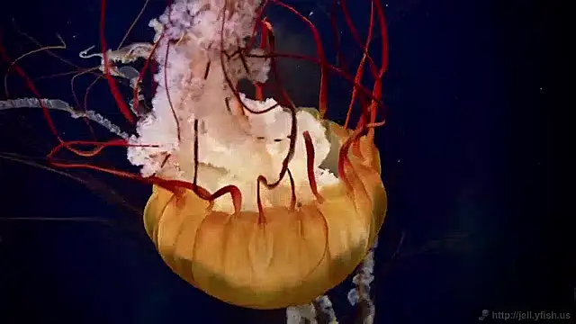 Snapshot of streamy_test15 chatting on 12-02-24, 08:09 streamy test15 online show from 12-02-24, 08:09