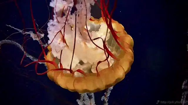 Snapshot of streamy_test15 chatting on 12-09-24, 08:11 streamy test15 online show from 12-09-24, 08:11