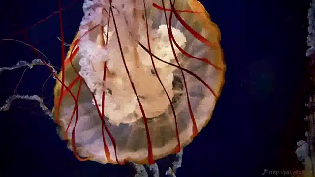 Snapshot of streamy_test15 chatting on 01-14-25, 08:20 streamy test15 online show from 01-14-25, 08:20