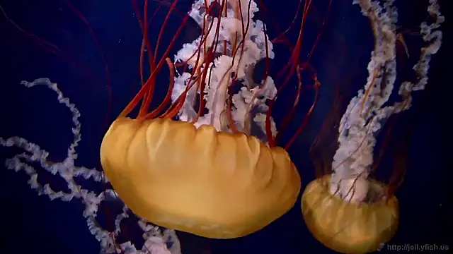 Snapshot of streamy_test15 chatting on 10-27-25, 11:58 streamy test15 online show from 10-27-25, 11:58