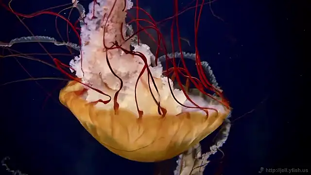 Snapshot of streamy_test15 chatting on 10-31-25, 08:37 streamy test15 online show from 10-31-25, 08:37