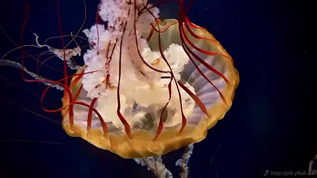 Snapshot of streamy_test15 chatting on 11-06-25, 02:51 streamy test15 online show from 11-06-25, 02:51