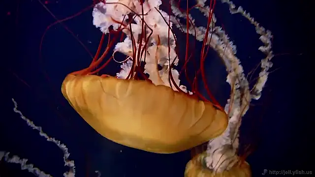 Snapshot of streamy_test15 chatting on 11-07-25, 01:22 streamy test15 online show from 11-07-25, 01:22