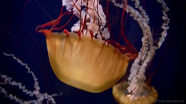 streamy test15 online show from 12-16-25, 10:20