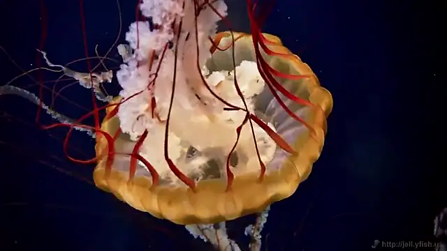 streamy test15 online show from 02-25-26, 05:00