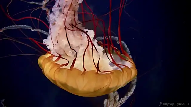 streamy test15 online show from 03-13-26, 01:40