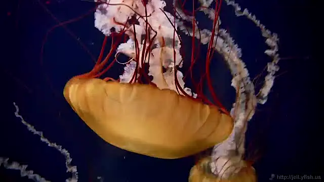 streamy test15 online show from 04-21-26, 01:17