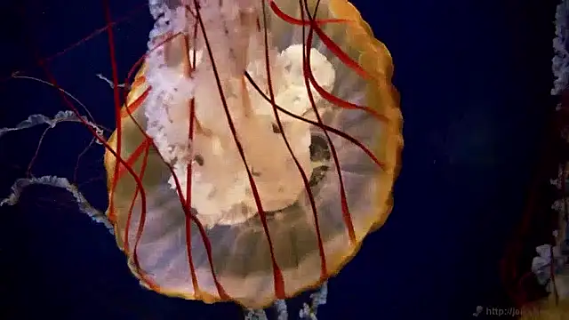 streamy test15 online show from 04-27-26, 10:13